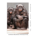Bonobo Lucy Grows Up
