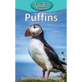 Puffins