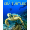 Sea Turtles: Amazing Pictures & Fun Facts on Animals in Nature