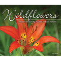 Wildflowers: Nature's Stunning Beauty on Display