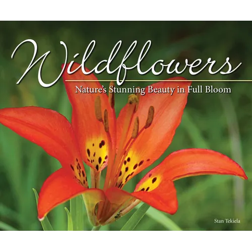 Wildflowers: Nature's Stunning Beauty on Display