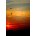 Sunset Flight: Beautiful