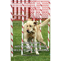 Labradors - History, Breeding, Field Trials & Shows