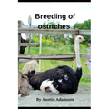 breeding of ostriches