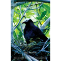 A Birder's Guide to Florida