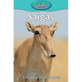 Saigas