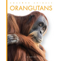 Orangutans