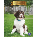 Bernedoodles