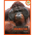 Orangutan