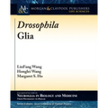 Drosophila Glia