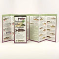 Freshwater Fishes of Northeast