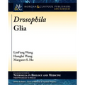Drosophila Glia