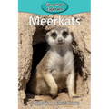 Meerkats