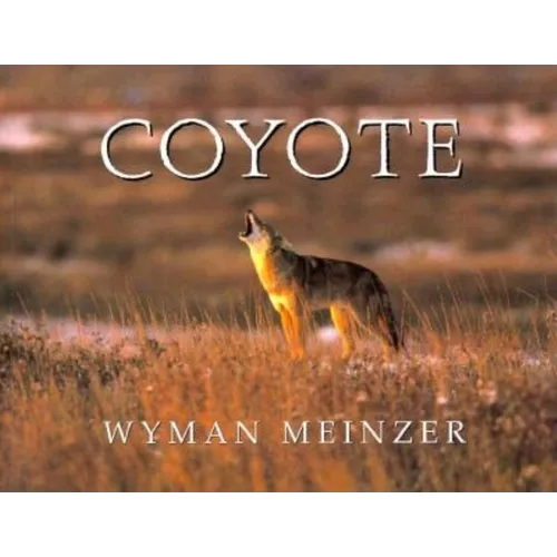 Coyote