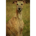 Whippet: Whippet