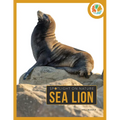 Sea Lion