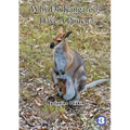 Why Do Kangaroos Have A Pouch?